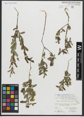 Foto von Salix amplexicaulis Bory